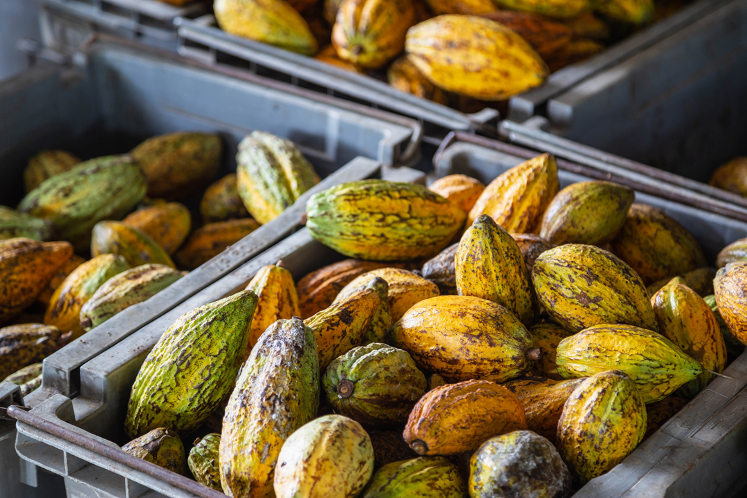 【産地別】カカオ豆の特徴